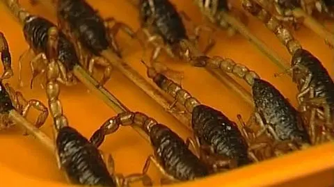 Skorpion w pięciu smakach
