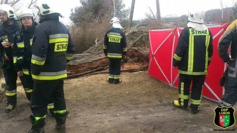 Mężczyzna został przygnieciony przez drzewo. Nie żyje