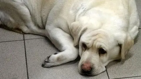 Labradory umierają z przejedzenia