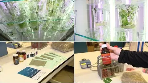 Produkty z lnu modyfikowanego genetycznie podbijają rynek medyczny