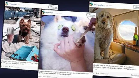 Bogate psy podbijają Instagram