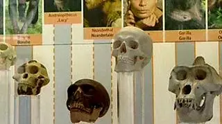 Ludzkość jest coraz bliżej odpowiedzi na pytanie podstawowe - co sprawiło, że pokonaliśmy neandertalczyka i zdominowaliśmy świat. W 200. rocznicę urodzin Darwina, niemieccy naukowcy poinformowali, że udało im się ustalić już ok. 63 proc. genomu naszego rywala sprzed tysięcy lat. Dzięki temu będą w stanie stwierdzić, z czym radziliśmy sobie od niego lepiej. (APTN)