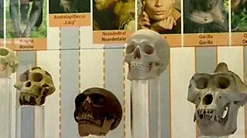 Dlaczego jesteśmy lepsi od neandertalczyka?