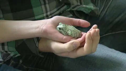 Pocałuj żabę w walentynki