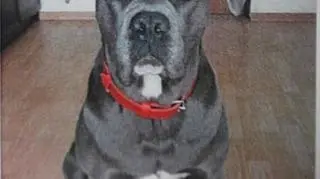 Psy rasy cane corso kosztują około 3 tys
