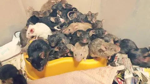 Hodowla wymknęła się spod kontroli