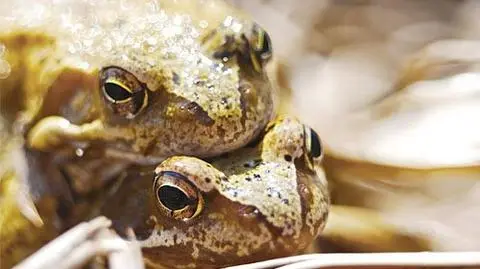 Hałas miasta przeszkadza w seksie