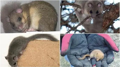 Zbadają rzadkie gryzonie. "Ten gatunek jest bardzo hałaśliwy"