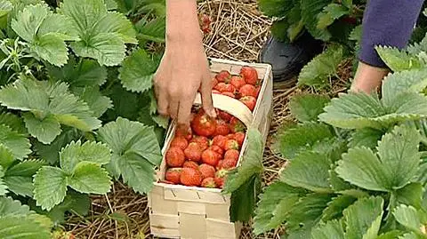 Brëjka, kaszubskie truskawki. Pomorskie chce promować regionalną żywność