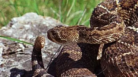 Martwy wąż może być groźny