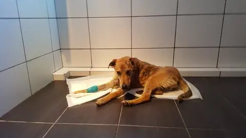 Pies jest pod opieką weterynarzy