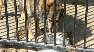 Zamiast pomagać kradł psią karmę