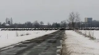 Jelenie nie są rzadkością na południu Węgier