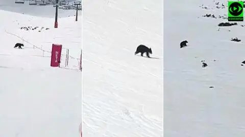 A bear running around on a ski slope in Zakopane