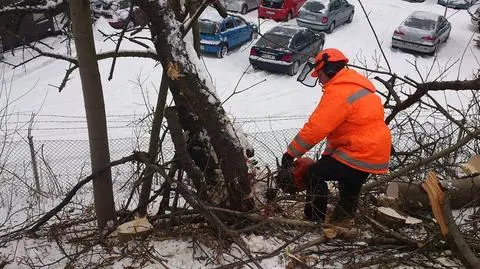 20 000 drzew do wycinki pod Kolej Metropolitarną