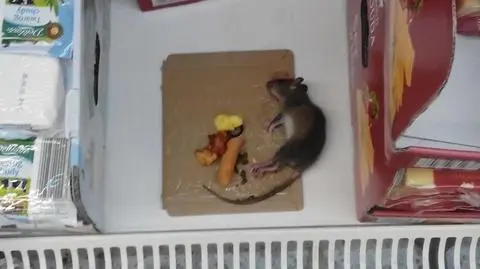 Martwy szczur wśród serów. Market się tłumaczy: "to nasz błąd"