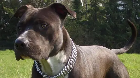 Amstaff ugryzł 10-latka w twarz