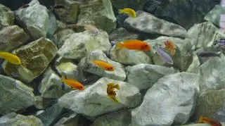 W akawrium jest 360 kolorowych ryb 