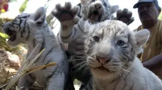 07.01 | Są jedyne w swoim rodzaju, chociaż jest ich... pięć. Tygrysiątka, które przed miesiącem narodziły się w chilijskim ZOO w Santiago, przeszły pierwsze badania i zostały pokazane gościom ogrodu. Tygrysiątka to ewenement - są albinoskami. (APTN, Reuters)