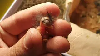 Kilkudniowa zięba w pogotowiu