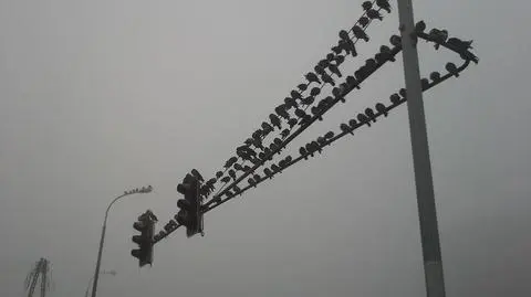 Fenomen poznańskiego słupa. 
Dziś jak "rożen Hitchcocka"