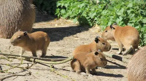 Cztery młode kapibary urodziły się w poznańskim Zoo