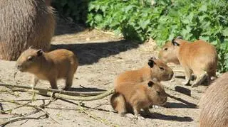 Cztery małe kapibary