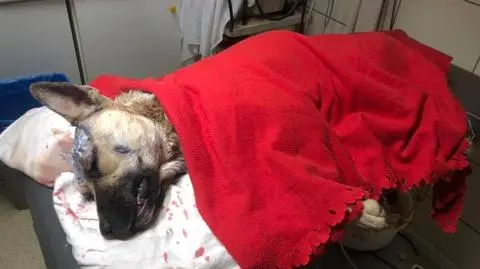Godzięcin. Pies wpadł we wnyki, miał rany od noża w głowie