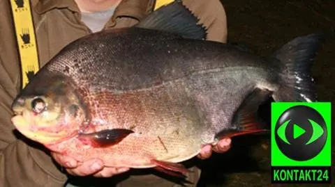 Chciał karpia, złapał wielką piranię