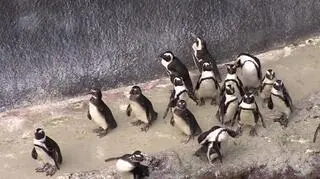Afrykarium powstało we wrocławskim ogrodzie zoologicznym
