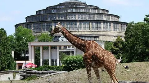 Wrocławskie zoo działało nielegalnie?
Dyrektor: to śmieszne