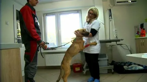 Jest bardzo dzielną dziewczyną.  Nie widać po niej, że przeszła tak wiele - mówi weterynarz