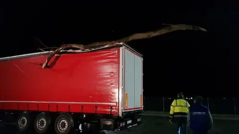 Jechał z wielkim konarem wbitym w naczepę