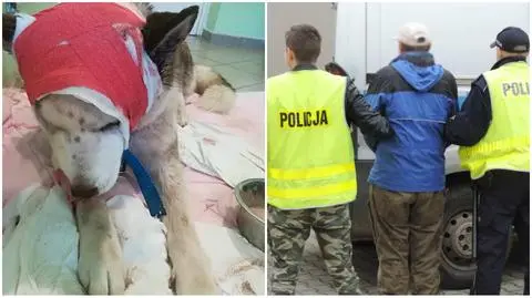 Skwierzyna: Zatrzymano 62-latka. Skatował psa