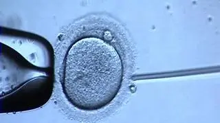 In vitro dzieli nie tylko posłów PO, PiS chce karać za tę metodę sztucznego zapłodnienia 