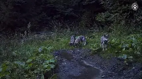 Wilcza rodzina w wideopułapce