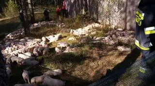 Kilkaset zwierząt zginęło podczas kolizji 