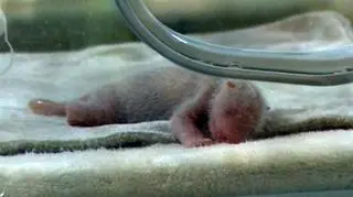 Najmłodsza panda urodzona w niewoli
