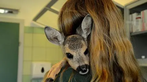 Przemyśl. Młoda sarenka straciła wzrok. Przez złe żywienie