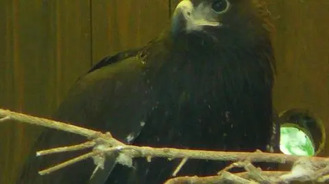 Wyjątkowy orzełek w poznańskim zoo