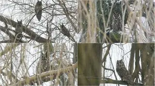 Sowy pojawiają się tu od kilku lat