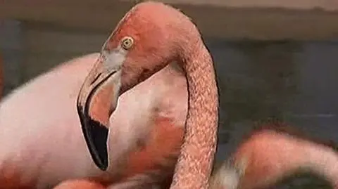 Różowa atrakcja moskiewskiego zoo