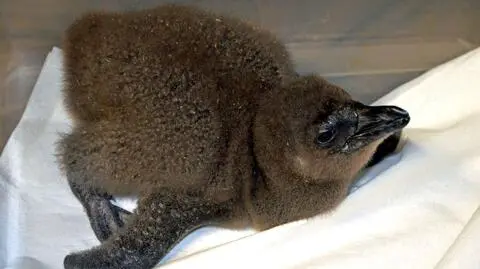 Janush - nowy pingwin w zoo we Wrocławiu
