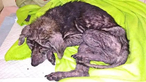 Tunia z piwnicy. "Wyłączyła się, żeby oszczędzać energię"