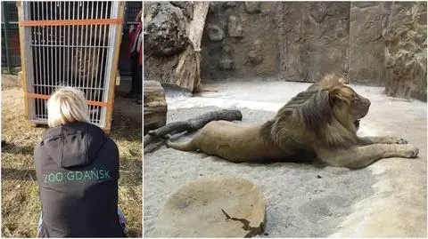 Gdański lew jest już we Francji. "Wszystko poszło zgodnie z planem"