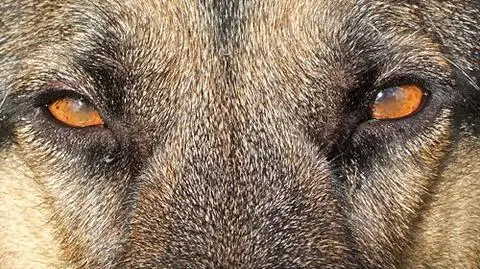 Wilczury pogryzły dziecko na placu zabaw