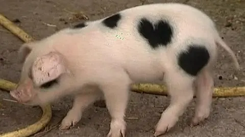 Zwierzęta naznaczone miłością