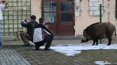 Dziki w Świnoujściu kolejny raz