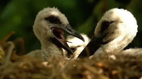 Despite being born to disabled parents three little storks may soon learn to fly