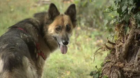 Mężczyzna zasłabł i wpadł do rzeczki. Znalazła go Lila